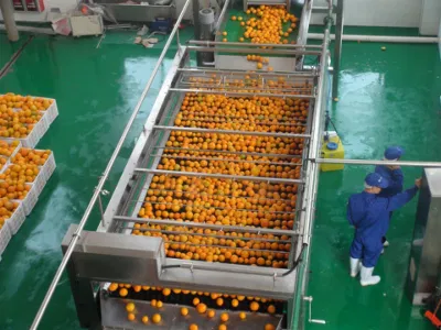 Ligne complète de traitement du jus d'orange et de pressage d'huile Machines de production d'agrumes